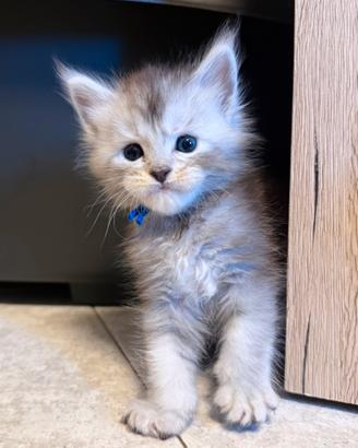 Maine coon CUCCIOLI altissimo livello LINEE ESTERE