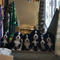 Cuccioli bovaro del bernese