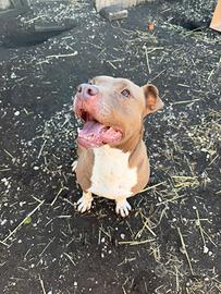 Pitbul