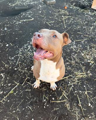 Pitbul