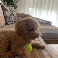 Barboncino toy con pedigree per accoppiamento