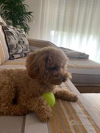 Barboncino toy con pedigree per accoppiamento