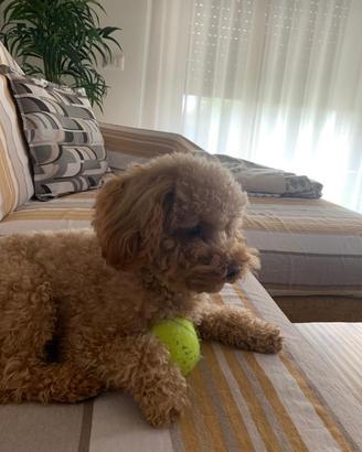Barboncino toy con pedigree per accoppiamento