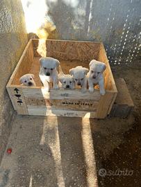 Labrador cuccioli