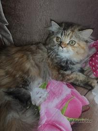 stupenda femminuccia di gattina Persiano 