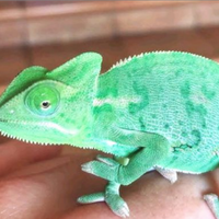 Camaleonte ( calyptratus )