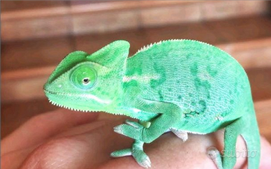 Camaleonte ( calyptratus )
