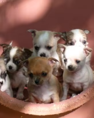 Chihuahua mini toy