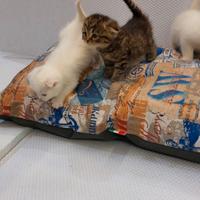 Cuccioli di gattini scottish straight e fold