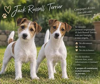 Jack Russell pelo liscio