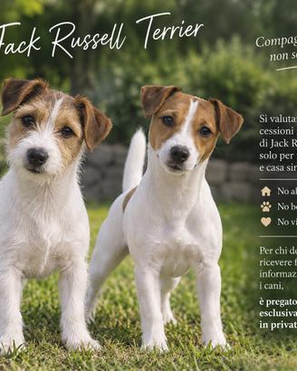 Jack Russell pelo liscio