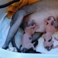 Cuccioli di Sphynx