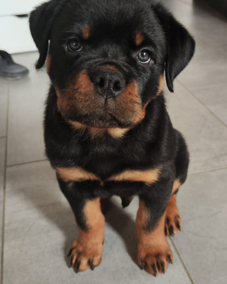 Cuccioli di Rottweiler alta genealogia