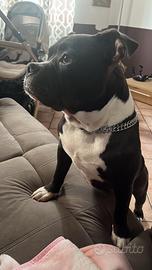 Monta americanbully 8 mesi con pedigree