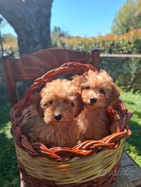 Cuccioli barboncini toy