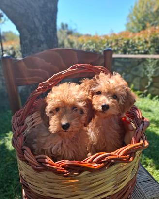 Cuccioli barboncini toy