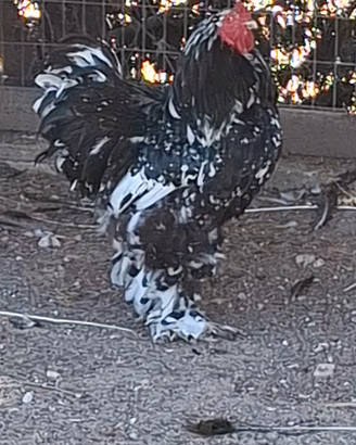 Galline ornamentali