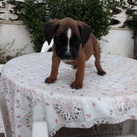 Cucciolo Boxer con pedigree Bari Lecce Puglia