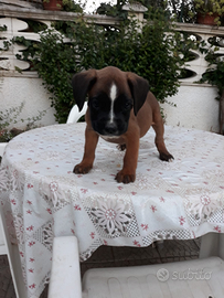 Cucciolo Boxer con pedigree Bari Lecce Puglia