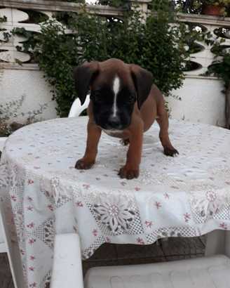 Cucciolo Boxer con pedigree Bari Lecce Puglia