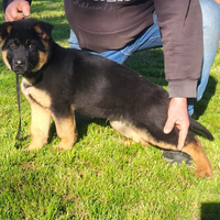 Cucciolo pastore tedesco