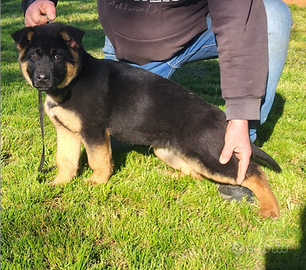 Cucciolo pastore tedesco