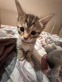 Cuccioli di gatto vogliono casa