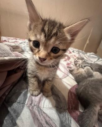 Cuccioli di gatto vogliono casa