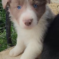Cuccioli di Border Collie