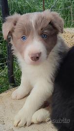 Cuccioli di Border Collie