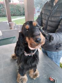 cocker