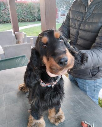 cocker