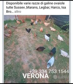 Galline