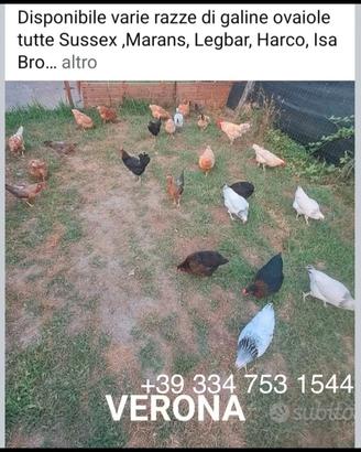 Galline