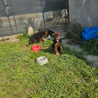 Cuccioli di pastore tedesco