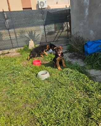 Cuccioli di pastore tedesco