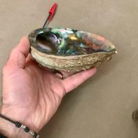 Conchiglia abalone gigante