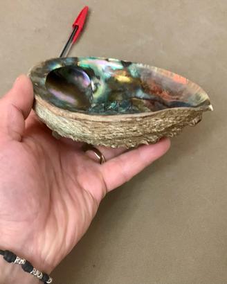 Conchiglia abalone gigante