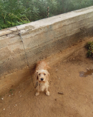 Cani da caccia