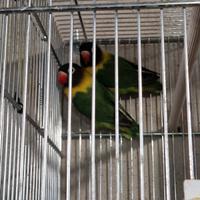 Inseparabili (agapornis)