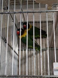 Inseparabili (agapornis)