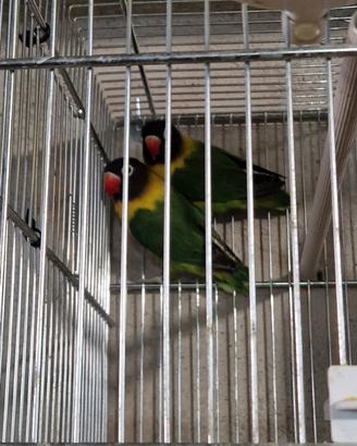 Inseparabili (agapornis)