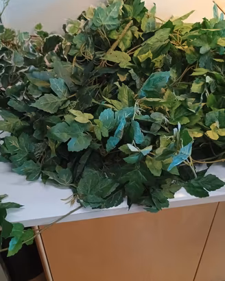 Edera finta