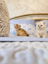 Cuccioli British Shorthair Chinchilla-Golden