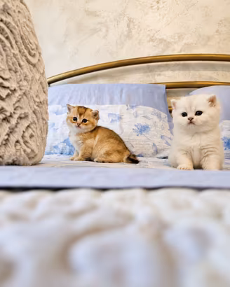 Cuccioli British Shorthair Chinchilla-Golden