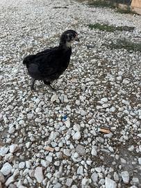 Pulcini Olive Egger