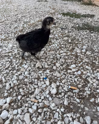 Pulcini Olive Egger
