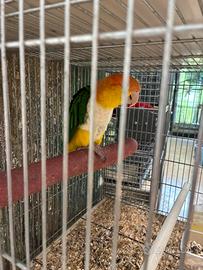 Caicco testa gialla femmina