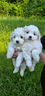 maltese-cucciolo