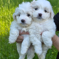 Maltese cucciolo